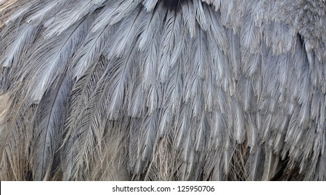 Emu Feathers Close Up
