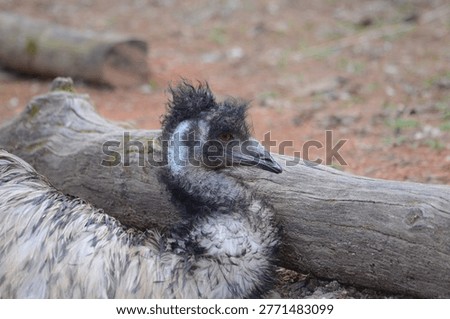 Emu flightless bird sleeping in open habitat
