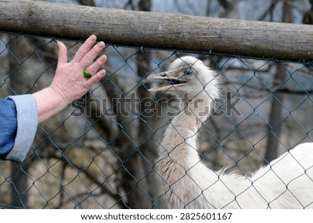 an emu, a flightless but fast running bird on land
