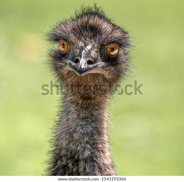 Emu Front On Portrait Shot Showing Stock Photo (Edit Now) 1543193366