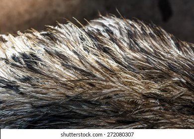 Emu Fur - Genuine Real Hair Feather Bird Animal Gray Background