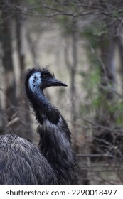 An emu head close up in the natural Australian bush at the popular Belair National Park in South Australia, Australia.