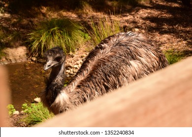 Emu At Healesville Sanctuary