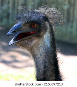 The emu is the largest bird native to Australia and the only extant member of the genus Dromaius. It is the second-largest extant bird in the world by height, after its ratite relative, the ostrich