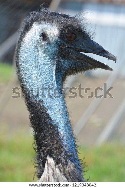 Emu Largest Bird Native Australia Only Stock Photo Edit Now 1219348042