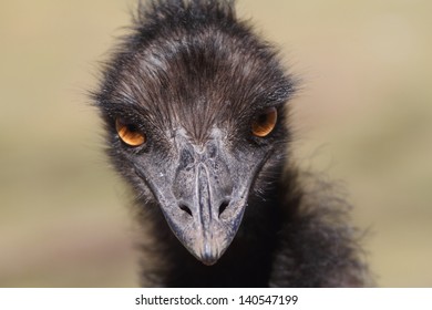 Emu looking at the camera