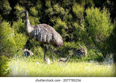 Emu Male With A Group Of Chicks