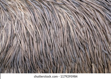 Emu Ostrich Fur, Close Up Texture Of Emu Hair Feather Use For Animal Fur Background