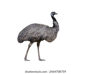 emu ostrich isolated on white background - Powered by Shutterstock