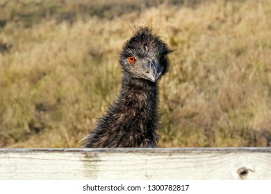Emu peering over a fence.