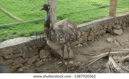 Emu the second largest bird by height is in a farm
