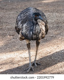 The Emu Is The Second-tallest Living Bird After Its Ratite Relative The Ostrich.