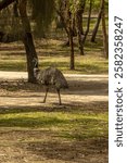 An emu strolling through the Tower Hill Wildlife Reserve, Warrnambool, VIC, Australia. This flightless bird, native to Australia, roams freely in its natural habitat among trees and open grassland.