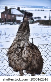 Emu Surrounded By Snow On The South Downs, East Sussex, UK 