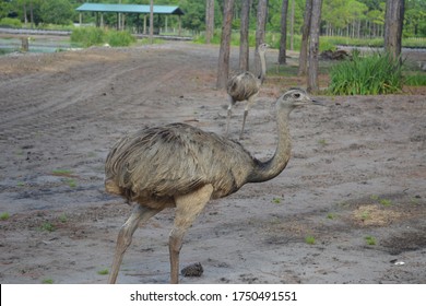 Emu Walking Around At Zoo