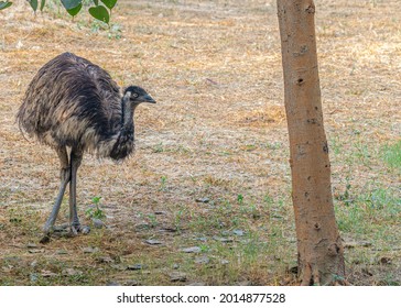 Emu Walking In A Field