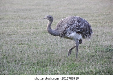 Emu Walking In The Nature