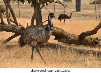 Emu Walking In A Safari