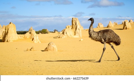 Emu walking through The Pinnacles Desert - Numbung National Park, Western Australia