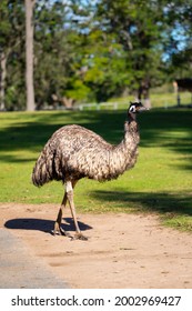 Emu Walking In A Zoo