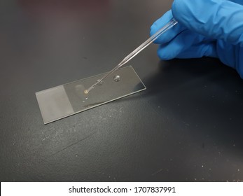 Emulsify A Loopful Of The S.aureus Colonies With Rabbit Plasma  For Slide Coagulase Test