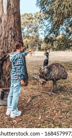 Emus In The Cleland Conservation Park, Australia