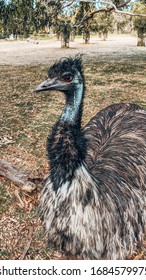 Emus In The Cleland Conservation Park, Australia