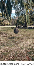 Emus In The Cleland Conservation Park, Australia