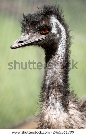 Similar – In the sights of the emus