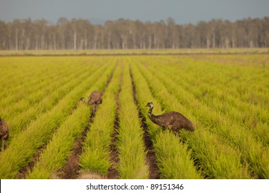 Emus On A Tea Tree Plantation