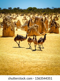 Emus At The Pinnacles Desert, WA, Australia