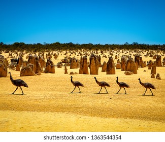 Emus at the Pinnacles Desert, WA, Australia - Shutterstock ID 1363544354