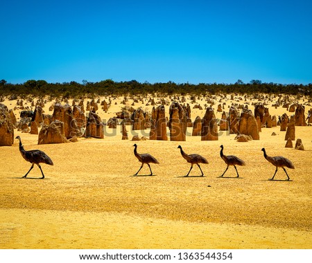 Emus at the Pinnacles Desert, WA, Australia