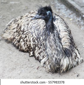 Emus Are The Second Largest Member Of The Ratite Group Of Flightless Birds At The Zoo