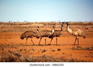 Emus In The Wild, Outback New South Wales, Australia.
