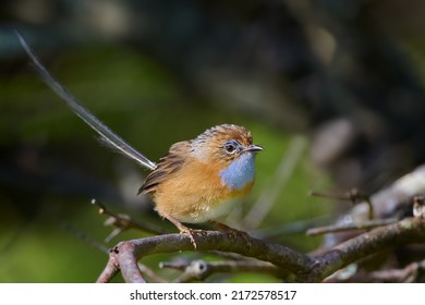 Emu-wrens (Stipiturus) are a genus of passerine birds in the Australasian wren family, Maluridae. They are found only in Australia,where they inhabit scrub,heathland and grassland.