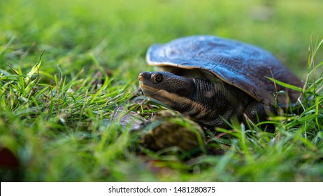 Turtle Foot Images Stock Photos Vectors Shutterstock