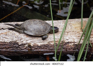 Emys Orbicularis Stock Photo 40437112 | Shutterstock