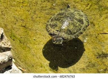 Emys Orbicularis Stock Photo 682476763 | Shutterstock