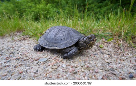 5,753 Swamp Turtle Images, Stock Photos & Vectors 