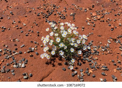 Fleur Rouge Images Stock Photos Vectors Shutterstock