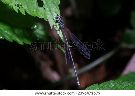 Enallagma cyathigerum, blu damselfly pearched on green leaf, malang, December 2, 2023