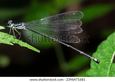 Enallagma cyathigerum, blu damselfly pearched on green leaf, malang, December 2, 2023