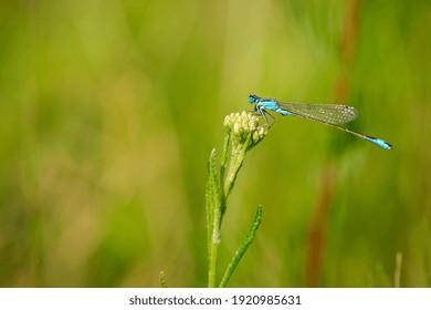 Enallagma cyathigerum. blue dragonfly on a meadow flower. Close-up dragonfly with big eyes sits on a white flower of a field plant. natural blurred green background. space for text