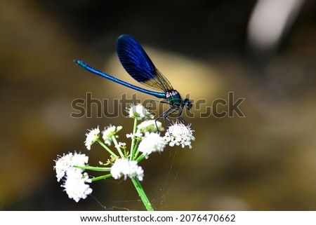 Enallagma cyathigerum or damselfly, black and blue odonate.