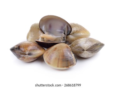 Enamel Venus Shell On A White Background