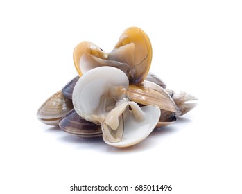 Enamel Venus Shell On A White Background