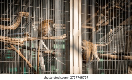 Encaged and Protected Monkeys at Inuyama Monkey Park