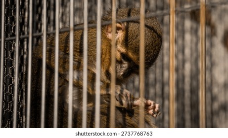 Encaged and Protected Monkeys at Inuyama Monkey Park