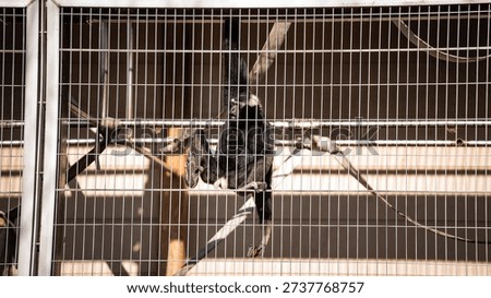 Encaged and Protected Monkeys at Inuyama Monkey Park
